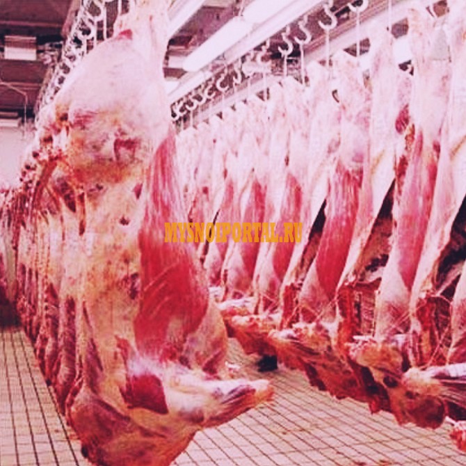 Продаю Полутуши Говяжьи коров, бычков, телят ГОСТ, Халяль, н/к, зам, в Москве Москва - изображение 1