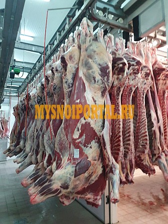 Продаю Полутуши Говяжьи коров, бычков, телят ГОСТ, н/к, зам, в Алматы Алматы - изображение 1