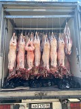 Продажа: Туши Бараньи (Ягнятины)  Меринос , н/к,  охл, в Москве  доставка из г.Москва