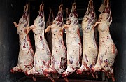 Продажа: Туши Бараньи (Ягнятины)  Меринос , н/к,  охл, в Москве  доставка из г.Москва