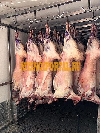 Продажа: Туши Бараньи (Ягнятины) Меринос , н/к, охл, в Москве Москва - изображение 1