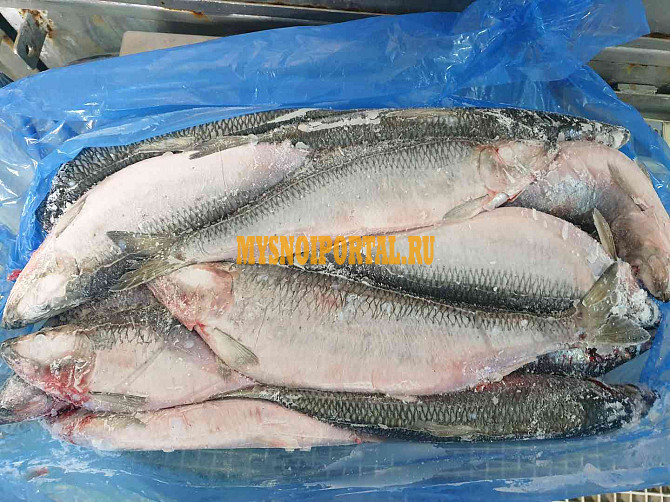 Продажа: Сельдь 400-500(3*6), в Кемерово Кемерово - изображение 1