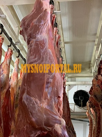 Продаю Полутуши Говяжьи коров, бычков, телят ГОСТ, н/к, охл, в Санкт-Петербурге Санкт-Петербург - изображение 1