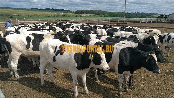 Продаем: Коровы породы голштинская на племя в Набережных Челнах Набережные Челны - изображение 1