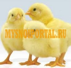 Продаю Цыплята Мясные Корниш в Пензе Пенза - изображение 1