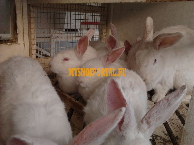 Продажа: Кролики на убой в Должанской Должанская - изображение 1