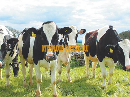 Куплю Коровы, на убой в Екатеринбурге Екатеринбург - изображение 1