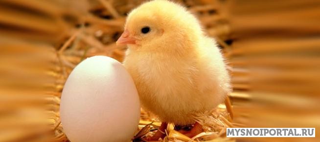 Бройлерные цыплята Кросс КОББ Чехия Туймазы - изображение 1