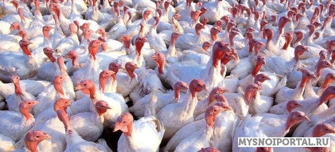 Продаем молодняк индейки Туймазы - изображение 1