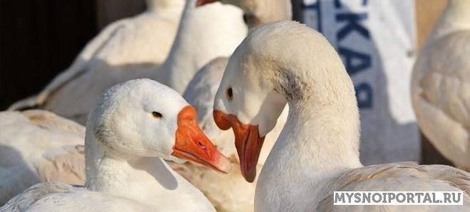 Продаем молодняк гусей Линдовская порода Туймазы - изображение 1