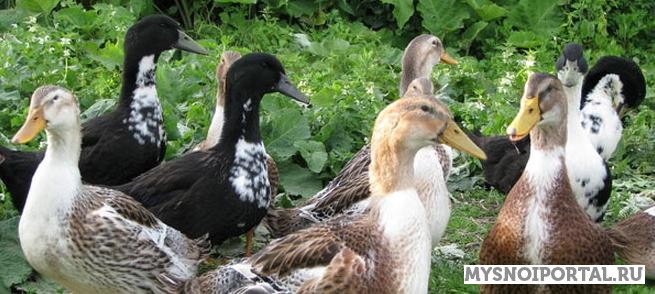 Продаем суточных и подрощенных утят породы Башкирская утка Туймазы - изображение 1