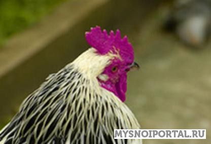 Продаем Мясо птицы Павловск - изображение 1