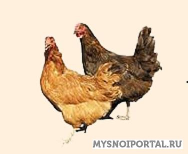 Предлагаем Живые Куры несушки Лаишево - изображение 1