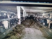 Нетели черно-пестрые выпасные доставка из г.Омск