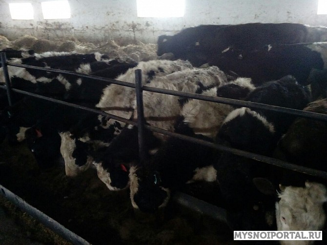 Телки черно-пестрые 200-250 кг Омск - изображение 1