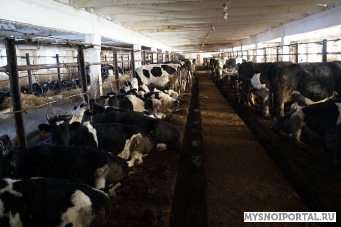 Телки черно-пестрые голштинизированные Краснодар - изображение 1