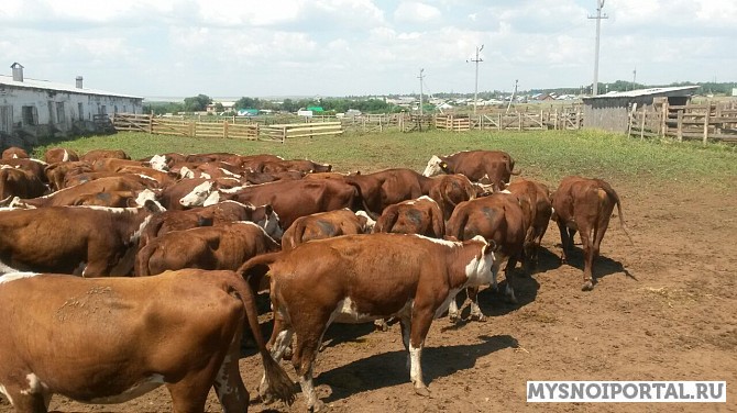 Телки герефордской породы 300 кг Тюмень - изображение 1