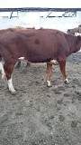 Телки симментальской / казахской белоголовой породы доставка из г.Самара