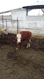 Телки симментальской / казахской белоголовой породы доставка из г.Самара