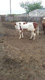 Телки симментальской / казахской белоголовой породы доставка из г.Самара