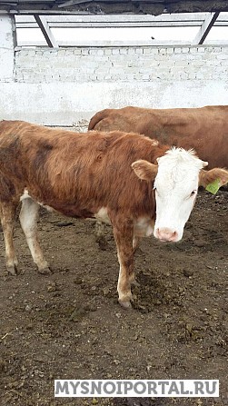 Телки симментальской / казахской белоголовой породы Самара - изображение 1