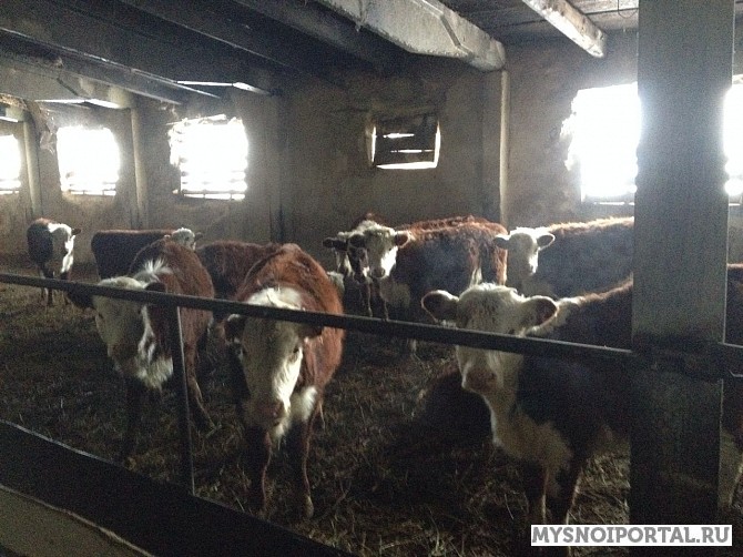 Телки казахской белоголовой 200-300 кг Ижевск - изображение 1