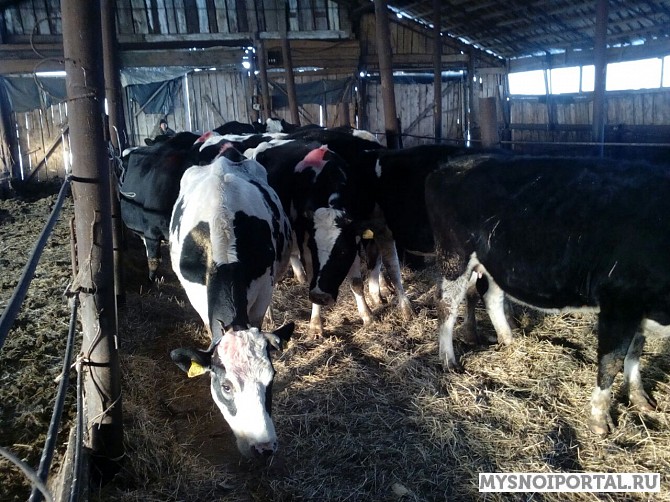 Коровы черно-пестрой породы Новосибирск - изображение 1
