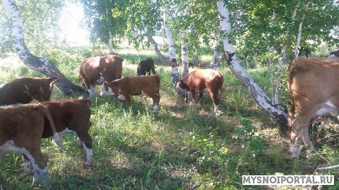 Бычки герефордской породы 150-300 кг Самара - изображение 1