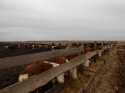 Бычки герефордской породы 200-250 кг доставка из г.Кострома