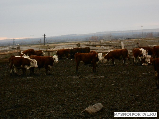Бычки герефордской породы 200-250 кг Кострома - изображение 1
