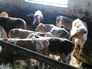 Бычки симментальской породы доставка из г.Туймазы