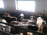 Бычки симментальской породы доставка из г.Туймазы