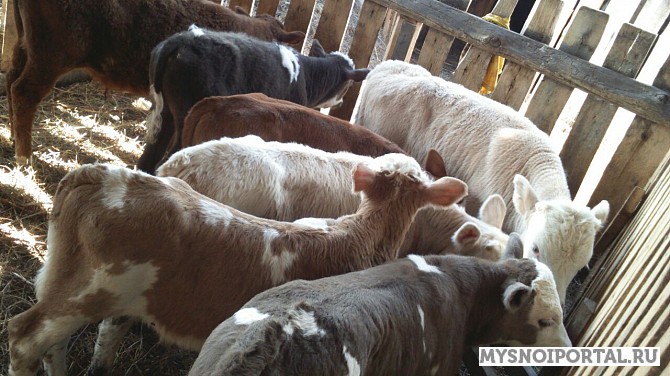 Бычки симментальской породы Туймазы - изображение 1