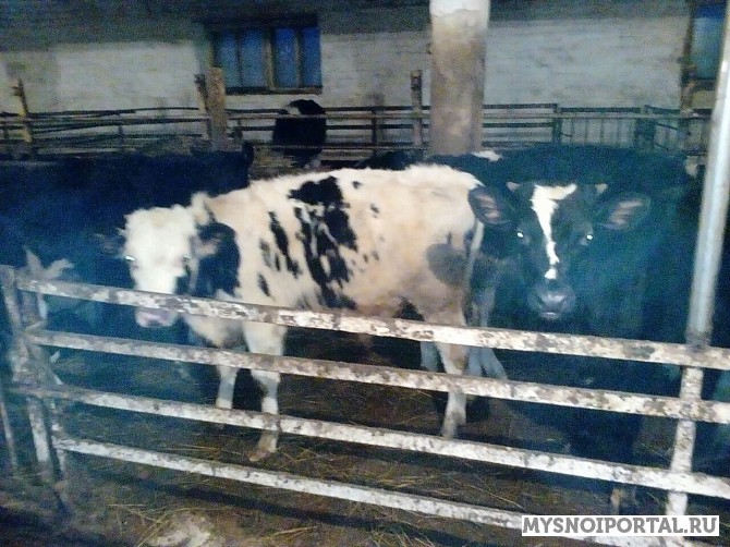 Бычки черно-пестрой породы 200-300 кг Оренбург - изображение 1