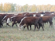 Племенные телки герефордской породы доставка из г.Ростов-на-Дону