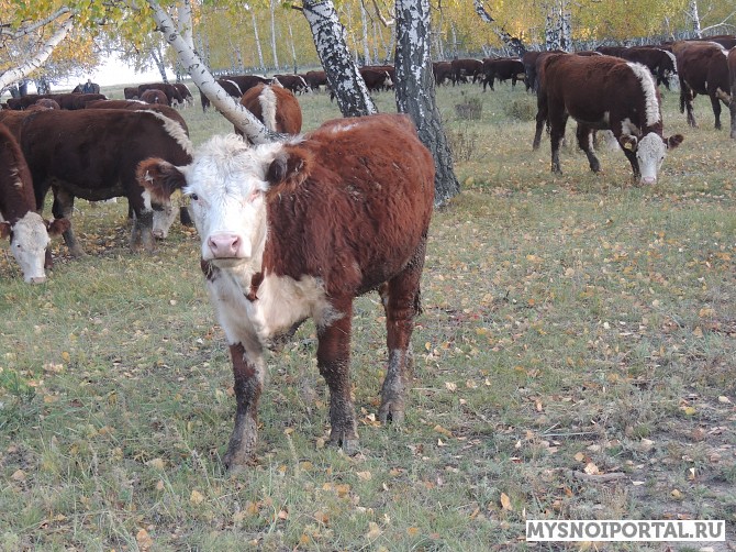 Племенные телки герефордской породы Ростов-на-Дону - изображение 1