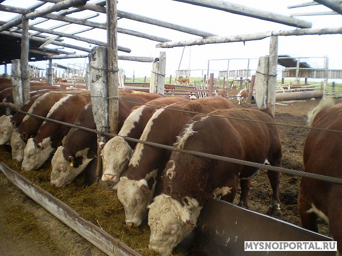 Племенные нетели герефордской породы Екатеринбург - изображение 1