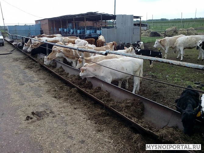 Телки симменталы 150-250 кг Астрахань - изображение 1