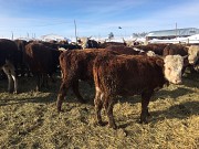Бычки казахской белоголовой породы доставка из г.Волгоград