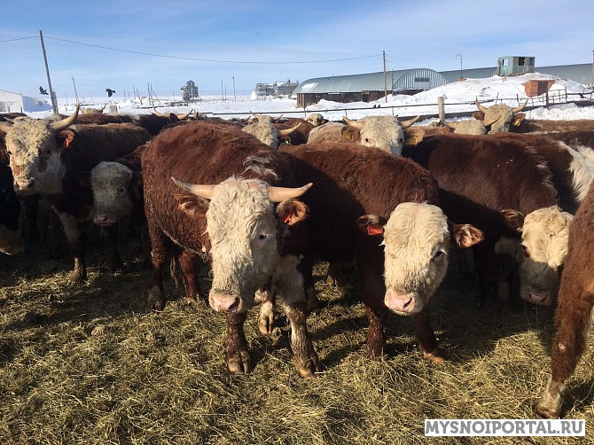 Бычки казахской белоголовой породы Волгоград - изображение 1