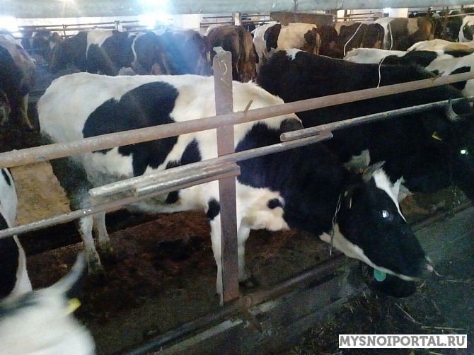 Нетели черно-пестрой породы под заказ Магнитогорск - изображение 1