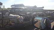 Быки на убой доставка из г.Магнитогорск