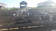 Быки на убой доставка из г.Магнитогорск