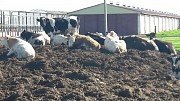 Быки на убой доставка из г.Магнитогорск