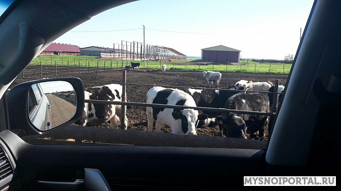 Быки на убой Магнитогорск - изображение 1