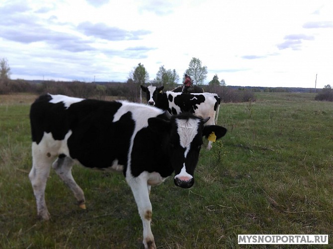 Телки и бычки черно-пестрой породы 160-250 кг Волгоград - изображение 1