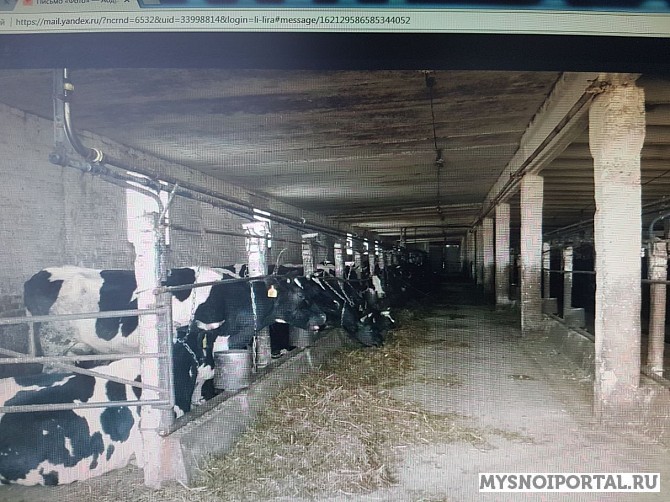 Нетели черно-пестрые Магнитогорск - изображение 1