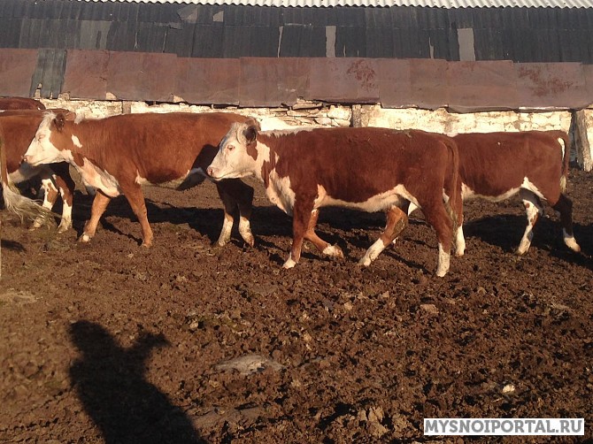 Телки казахской белоголовой вес 300 кг Магнитогорск - изображение 1