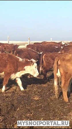 Телки герефордской породы 300 кг Магнитогорск - изображение 1