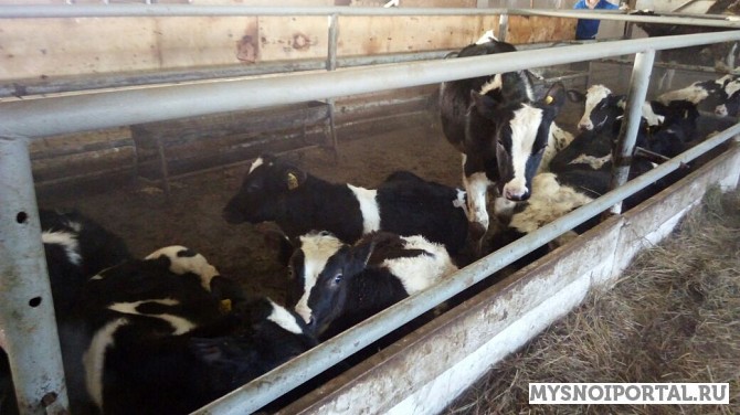 Бычки черно-пестрые 100-150 кг Магнитогорск - изображение 1